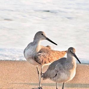 Meet your Posher, Pat